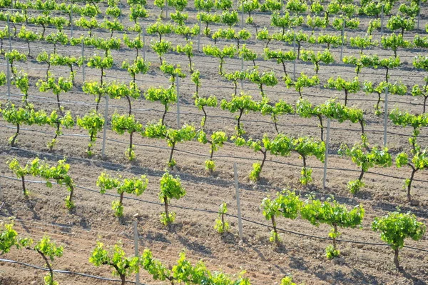 Espagne Voyage Mûrissement Des Détails Vignoble — Photo