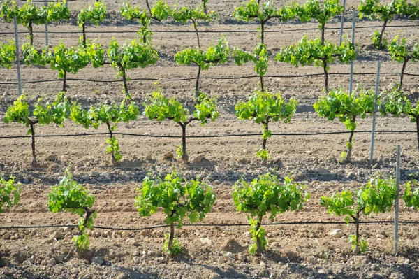 Гроздья Винограда Винограда Винограда — стоковое фото