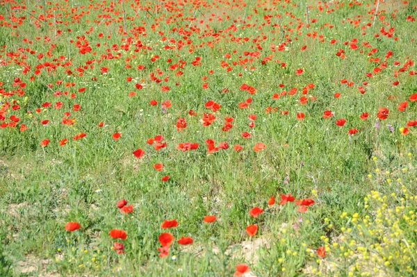 天然背景的红罂粟 — 图库照片