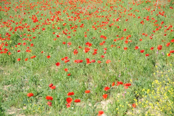 Coquelicots Rouges Sur Fond Naturel — Photo