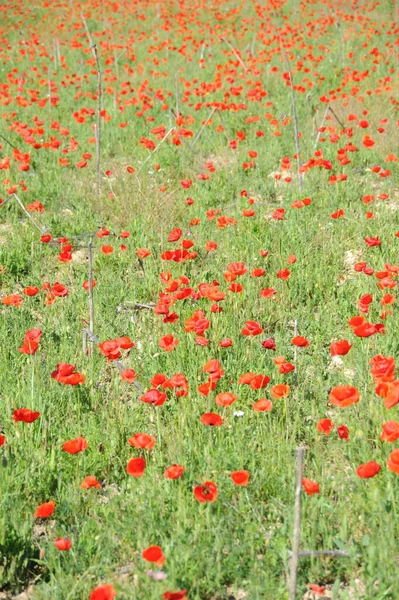 Rote Mohnblumen Auf Natürlichem Hintergrund — Stockfoto