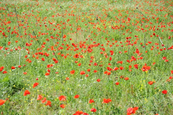 Amapolas Rojas Sobre Fondo Natural —  Fotos de Stock