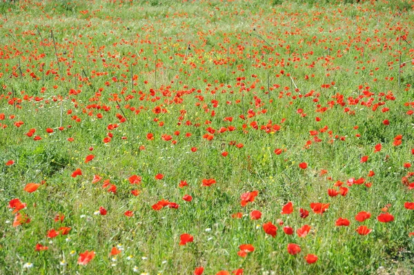 Rote Mohnblumen Auf Natürlichem Hintergrund — Stockfoto