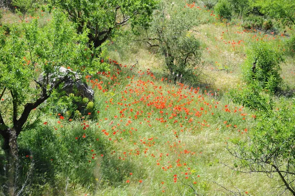 Amapolas Rojas Sobre Fondo Natural — Foto de Stock