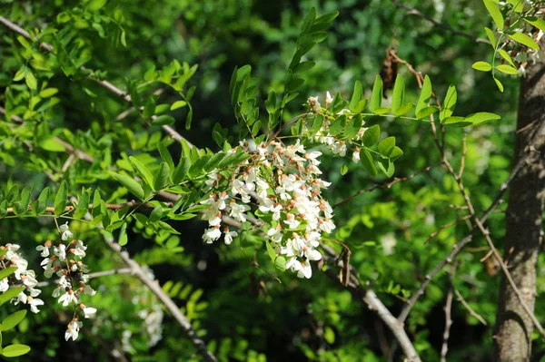 Piękne Botaniczne Ujęcie Naturalna Tapeta — Zdjęcie stockowe