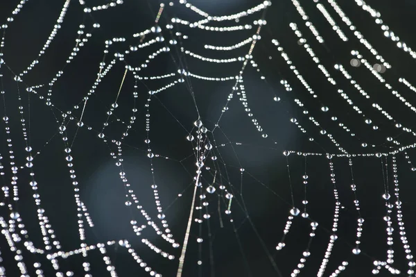 Toile Araignée Piège Pour Insectes — Photo