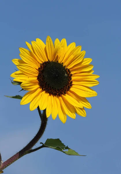 Tournesol Vue Rapprochée — Photo