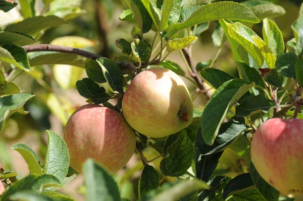 España Detalles Del Manzano — Foto de Stock