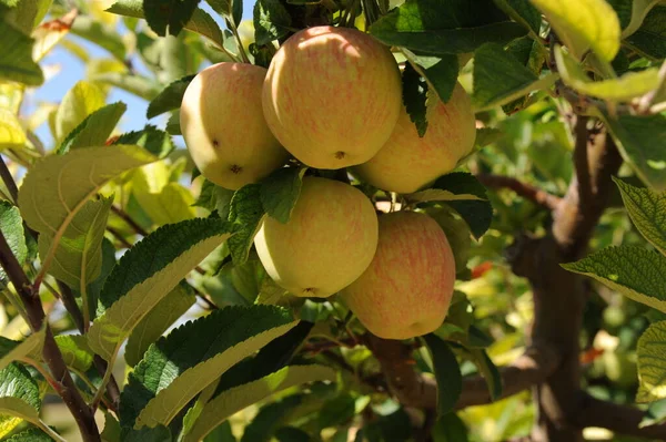 Spanya Elma Ağacı Ayrıntıları — Stok fotoğraf