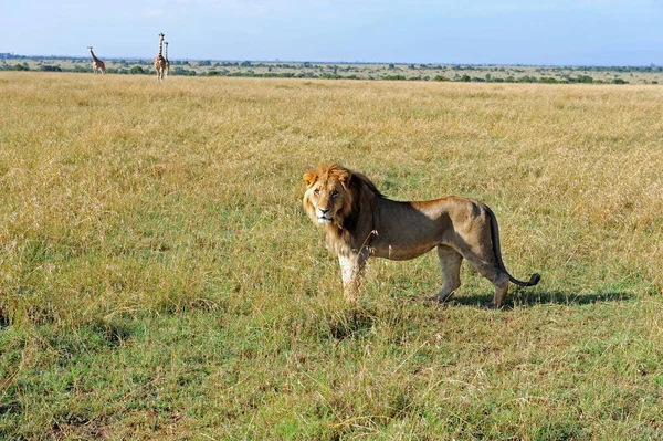 Roofdier Leeuwenkattenjager — Stockfoto