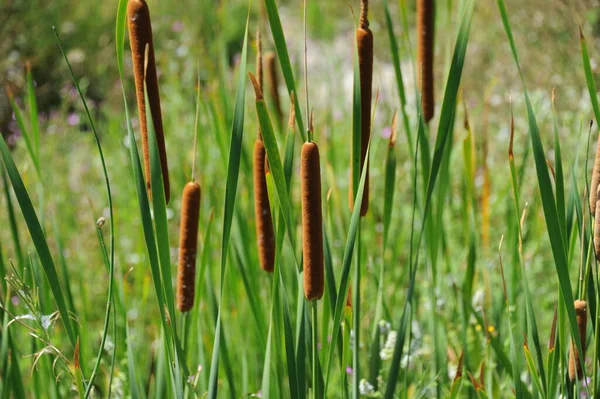 Seagrass Bitki Örtüsü Yeşillik Doğada — Stok fotoğraf