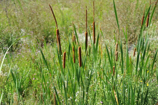 Trawa Morska Flora Liście Przyrodzie — Zdjęcie stockowe