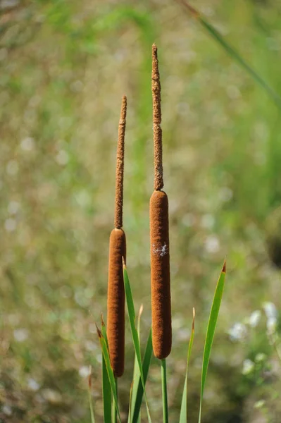 Sjögräs Flora Och Bladverk Naturen — Stockfoto