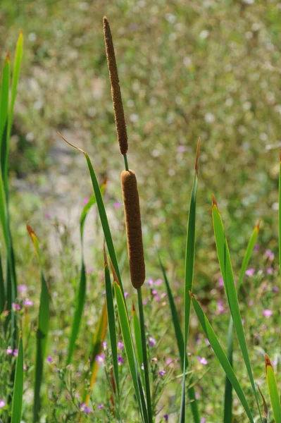 Zeegras Flora Gebladerte Natuur — Stockfoto