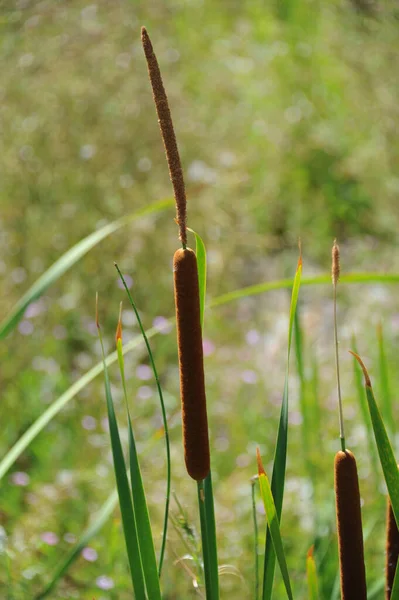 Seagrass Flora Foliage Nature — стоковое фото