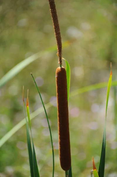 Zeegras Flora Gebladerte Natuur — Stockfoto