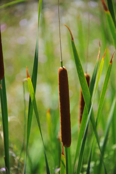 Pastos Marinos Flora Follaje Naturaleza — Foto de Stock