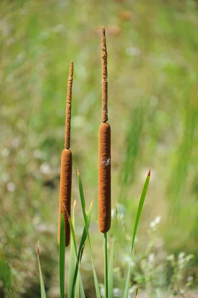 Pastos Marinos Flora Follaje Naturaleza — Foto de Stock