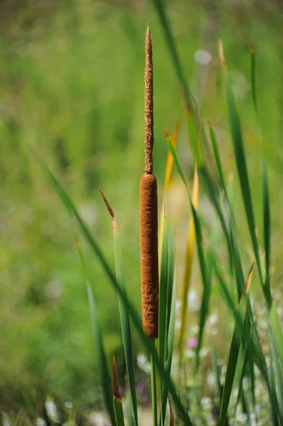 Seagrass Flora Foliage Nature — Stock Photo, Image