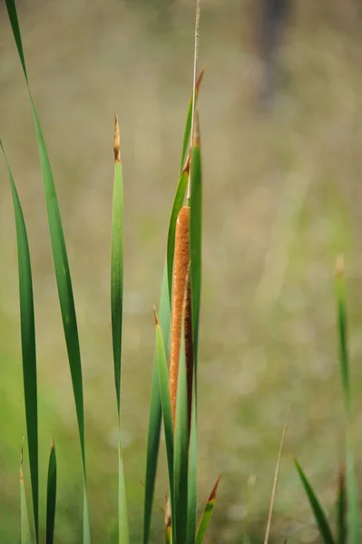 Seagrass Bitki Örtüsü Yeşillik Doğada — Stok fotoğraf