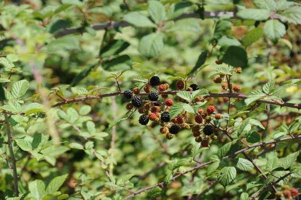 Berries Close Shot Conceito Alimentar Saudável — Fotografia de Stock