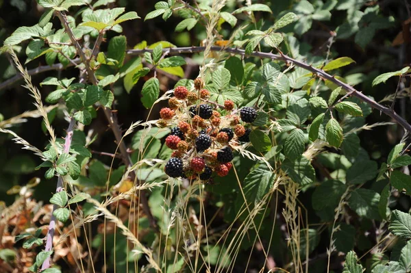 Bär Närbild Skott Hälsosam Mat Koncept — Stockfoto