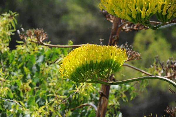 Agave Americana Gran Canaria España — Foto de Stock