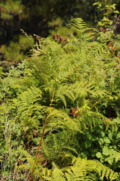 Piękne Botaniczne Ujęcie Naturalna Tapeta — Zdjęcie stockowe