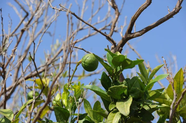 Orange Apple Stars Tree — Stock Photo, Image