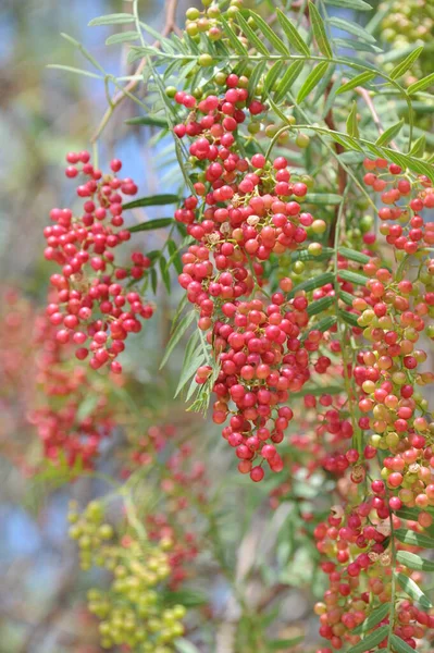 Baum Mit Ästen Und Blättern Flora Und Laub — Stockfoto