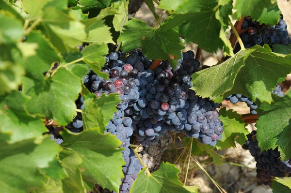 Espanha Viagem Detalhes Uvas Frescas — Fotografia de Stock