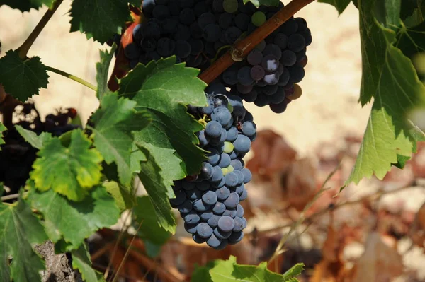 Spain Travel Fresh Grapes Details — Stock Photo, Image