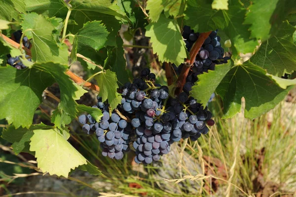 Іспанія Поширює Інформацію Про Виноград — стокове фото