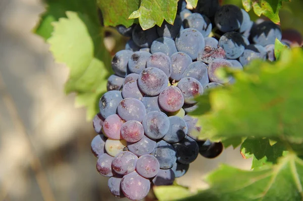 Espanha Viagem Detalhes Uvas Frescas — Fotografia de Stock