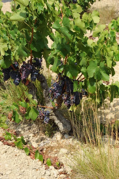 Spanje Reizen Verse Druiven Details — Stockfoto
