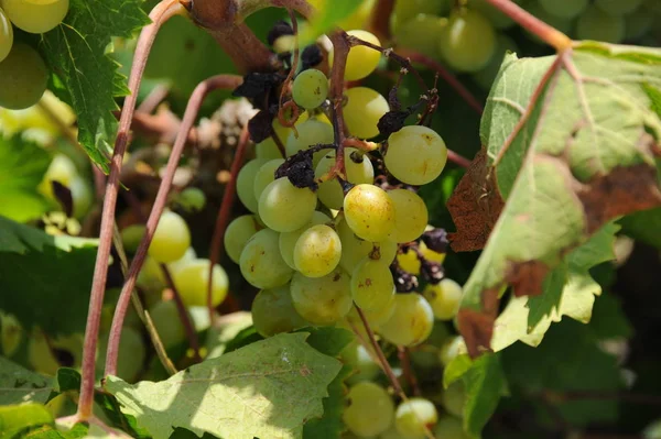 Spain Travel Fresh Grapes Details — Stock Photo, Image