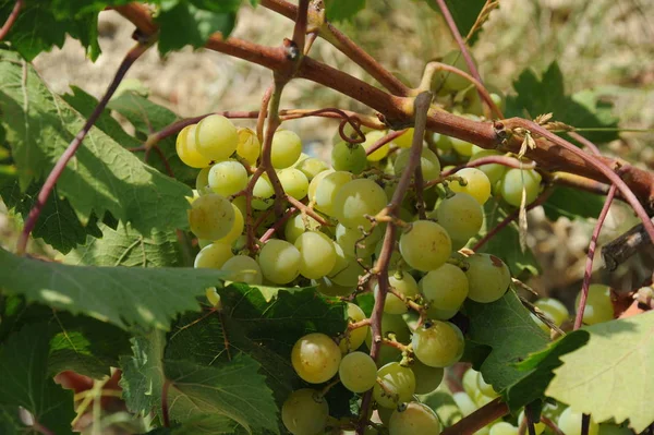 西班牙旅游 新鲜葡萄细节 — 图库照片