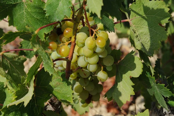 Spain Travel Fresh Grapes Details — Stock Photo, Image