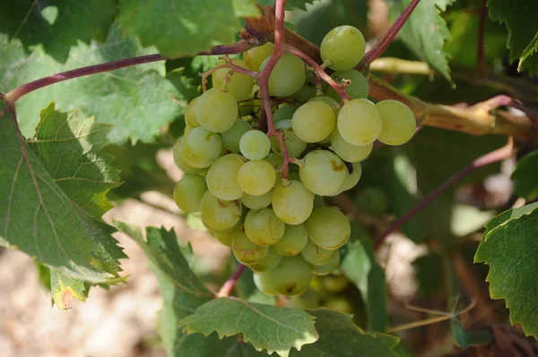 Espanha Viagem Detalhes Uvas Frescas — Fotografia de Stock