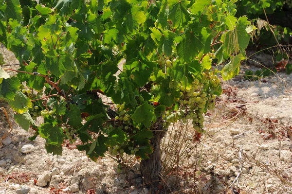 Viaje España Detalles Uvas Frescas —  Fotos de Stock