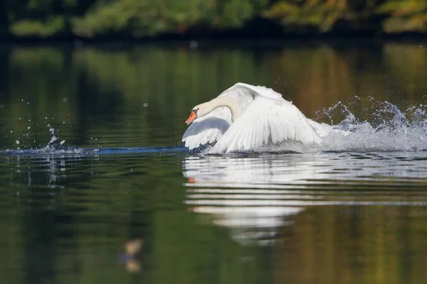 Vista Panorámica Del Majestuoso Cisne Naturaleza —  Fotos de Stock