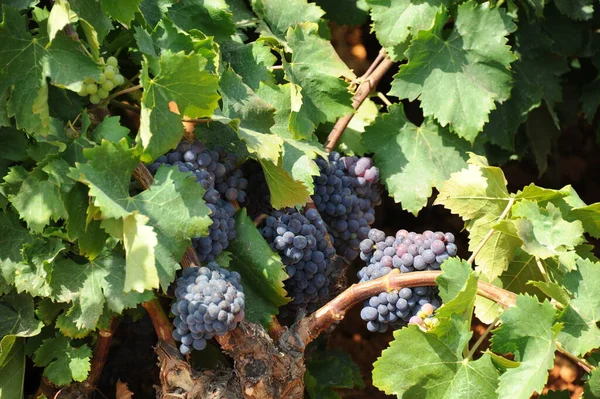 Espanha Viagem Detalhes Uvas Frescas — Fotografia de Stock