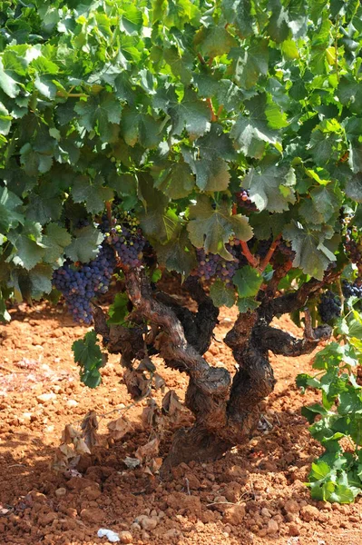 Spanien Resor Färska Druvor Detaljer — Stockfoto