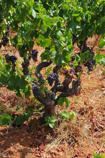 Espanha Viagem Detalhes Uvas Frescas — Fotografia de Stock