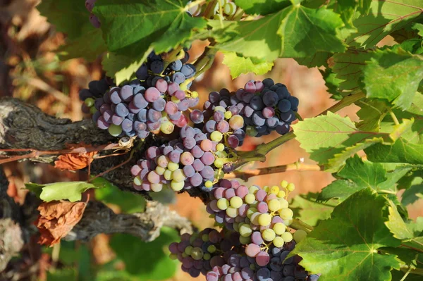 Espanha Viagem Detalhes Uvas Frescas — Fotografia de Stock