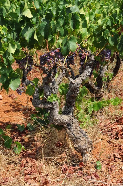 Viaje España Detalles Uvas Frescas — Foto de Stock