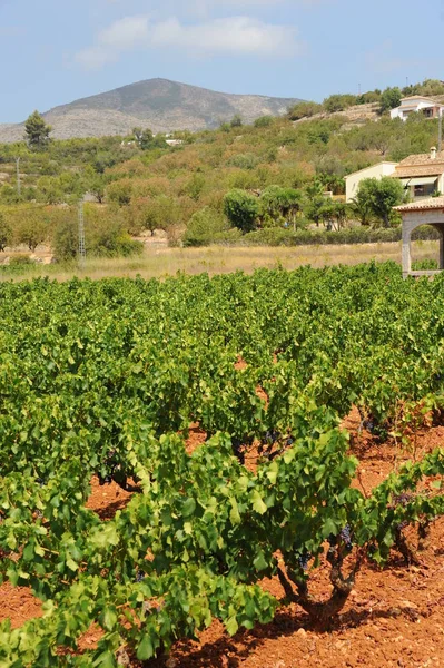 Viaje España Detalles Uvas Frescas — Foto de Stock