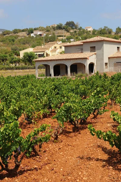 Spanien Resor Färska Druvor Detaljer — Stockfoto