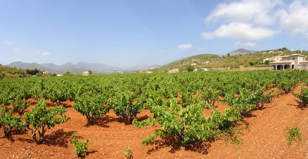 西班牙旅游 新鲜葡萄细节 — 图库照片