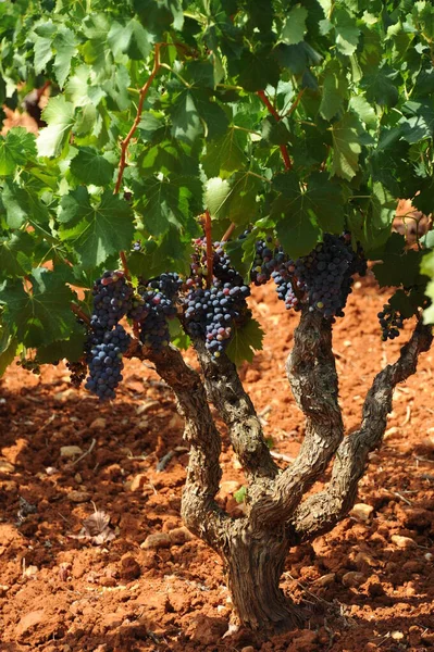 Spain travel - fresh grapes details